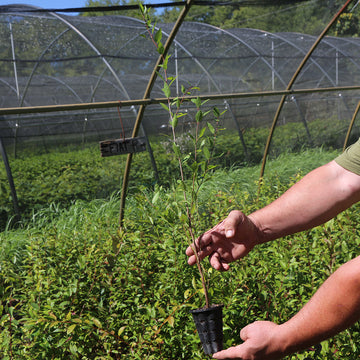 Image of a flatwood plum seedling.